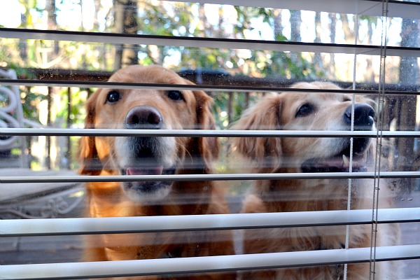 11.24pups