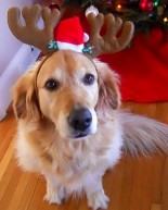 Our Own Reindeer