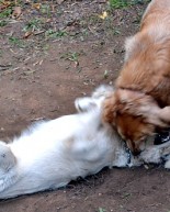 Two Goldens Are Better Than One