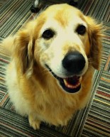 Sullie is SEVEN!