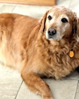 Saying Goodbye to Sam