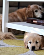 Four Things…Random Life, Food, Travel and Entertainment Survey