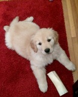 Recent Eats + Puppy Updates