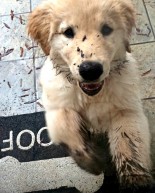 Life Lately: The Final Push + A Muddy Puppy + LBD