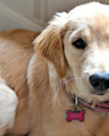 Zoey is Five Months Old + Things You Must Read