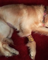 Zoey Surgery + 36 Golden Retrievers Rescued from Istanbul