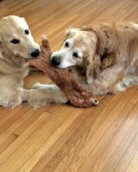 My Yoga Dogs + What I Bought at Whole Foods