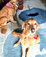 Golden Rescue: Welcome Sam & Missy