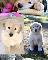 My Top 10 Tips for Raising a Puppy