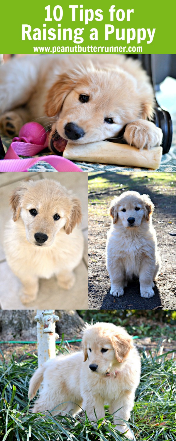 10 week old golden retriever