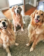 Weekend: Golden Retriever Summer Camp + Sushi & Donuts