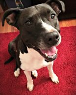Adventures in Dogland (and a few safety reminders)