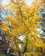 Weekend: Home Shopping + Christmas Tree Debacles