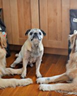 Going organic with ORGANIX dog food + 5 tips for feeding time