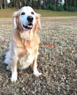 Finding Joy in the Everyday Adventures…Another Lesson Learned from the Pups!