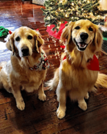 A Happy Holiday Weekend