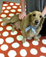 Weekend: The Cutest Mini Golden Retriever + Sunday Dinner Guests