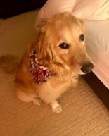 Good Dog, Bad Dog, Happy Baby