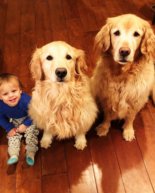 Solstice + Goldens + Finn’s First Haircut