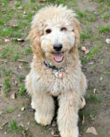 Benji’s Adoption Story