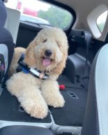 MDW: Donating Blood, Yoga for Back Care + Benji Goes to Training “Camp”