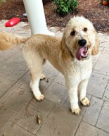 Hot Weekend + Grocery Haul + Finn & Pup Updates